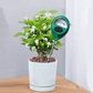Medidor Profesional de Humedad del Suelo para Plantas de Interior y Exterior